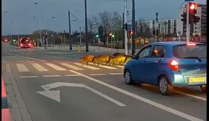 Кабаны в Варшаве внезапно стали дисциплинированнее некоторых водителей