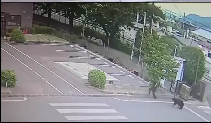 Медведь открыл кран, окно и сбежал: город ищет зверя, которого назвали слишком умным