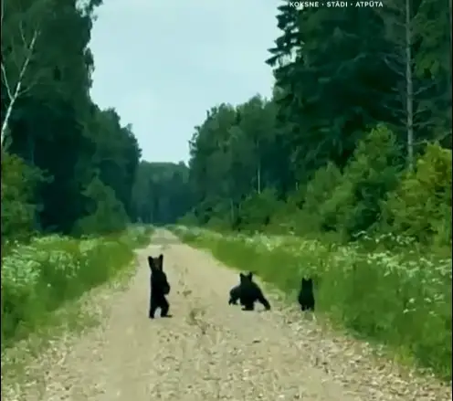 Спасатели струей воды согнали медвежат с дерева
