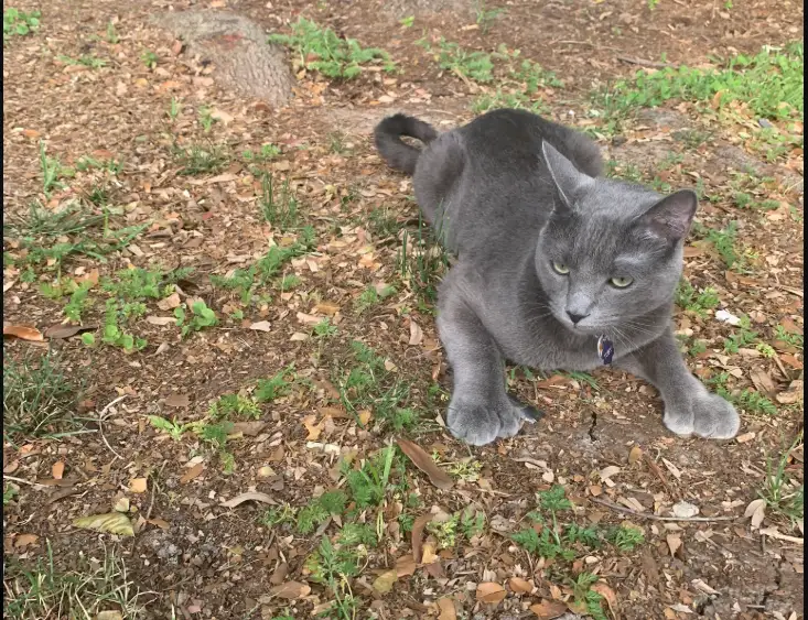 Хозяйка взглянула на лапы нового котёнка и поняла, что принесла домой рекордсмена