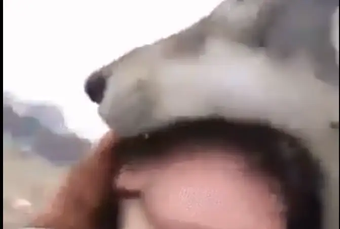 Когда волк берет твою голову в пасть: настоящий размер зверя (ВИДЕО)