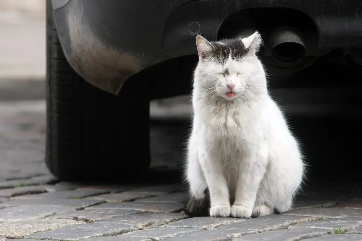 «Только деньги берут!» Как рижанин в 3 городах техосмотр проходил. И получил 3 разных результата