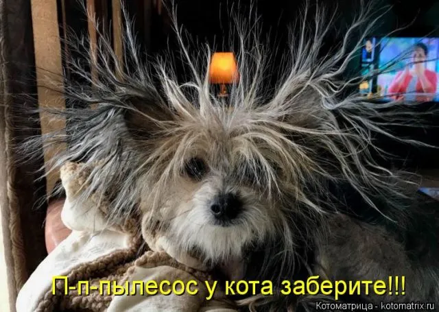 Забавные животные
