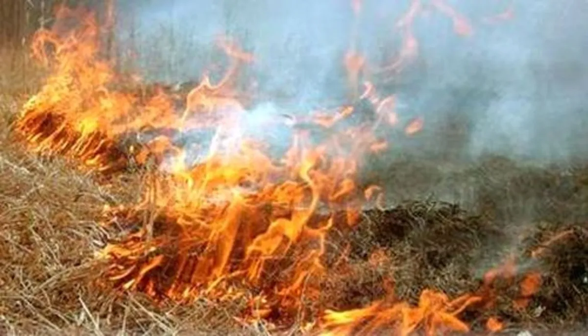 В Риге выгорело 40 га старника. Пожар удалось локализовать (Дополнено)
