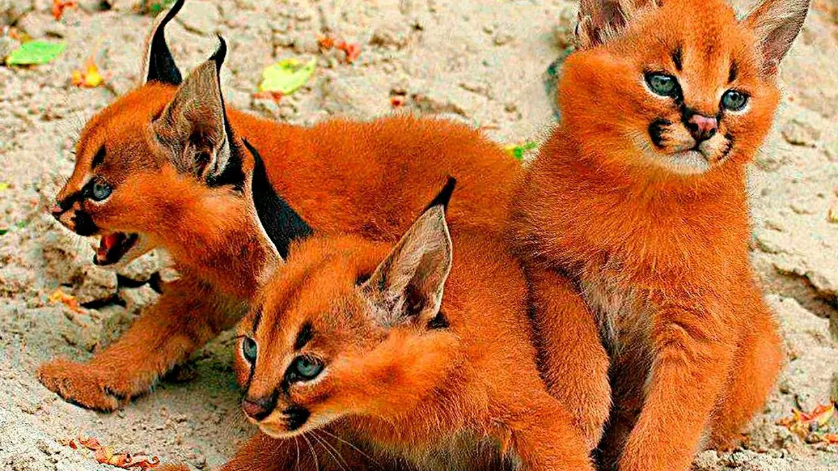 Самые маленькие породы кошек в мире, их названия и описание