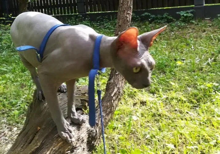 Пропала любимая кошка. Хозяин умоляет помочь