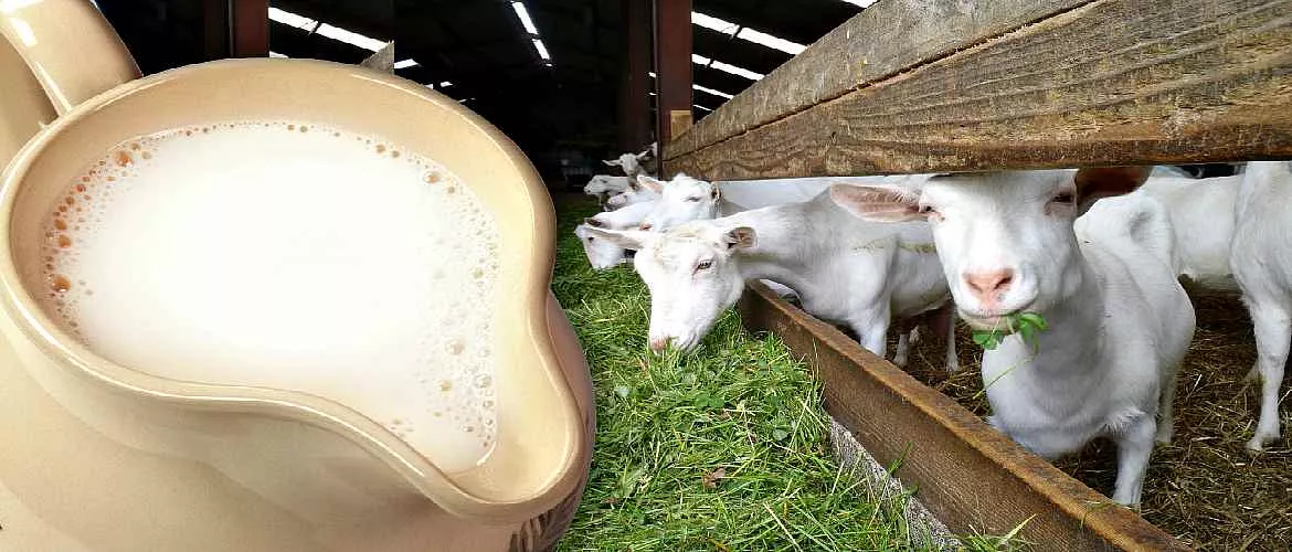 Опасно ли козье молоко: вторая сторона полезного продукта