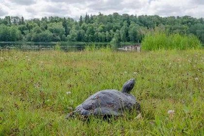 Сбежавшая черепаха вернулась к эстонцу спустя три года