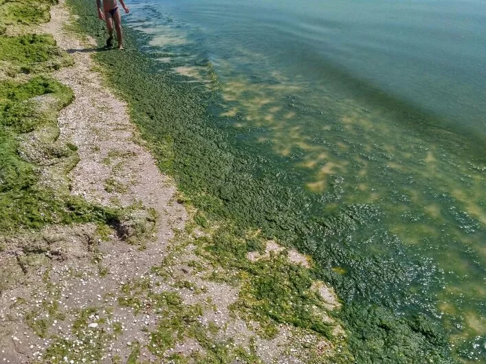 Salaspils pludmalē, iespējams, savairojušās zilaļģes
