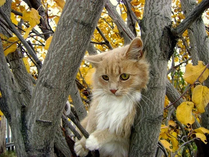 Кошкотерапия: кому и чем она полезна