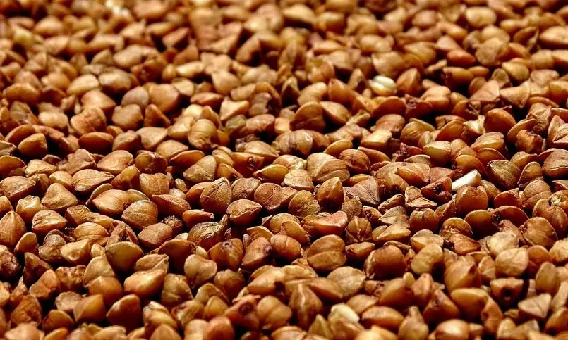 LLKC: Dažviet Latvijā sākusies griķu kulšana
