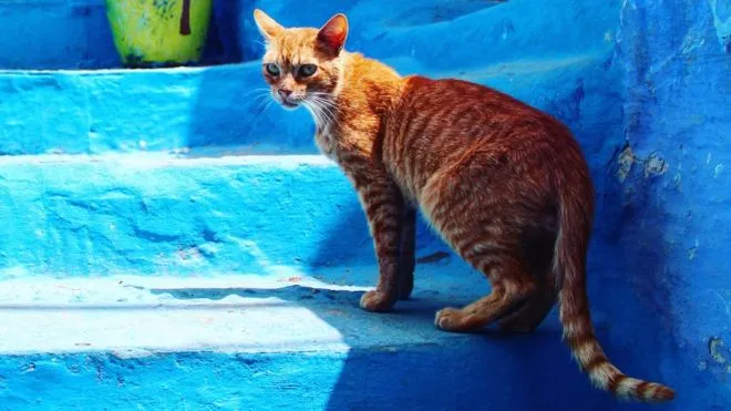 Укушенный котом во время отпуска британец умер от бешенства