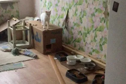 Обратили внимание. В Санкт-Петербурге двое котов затопили многоквартирный дом