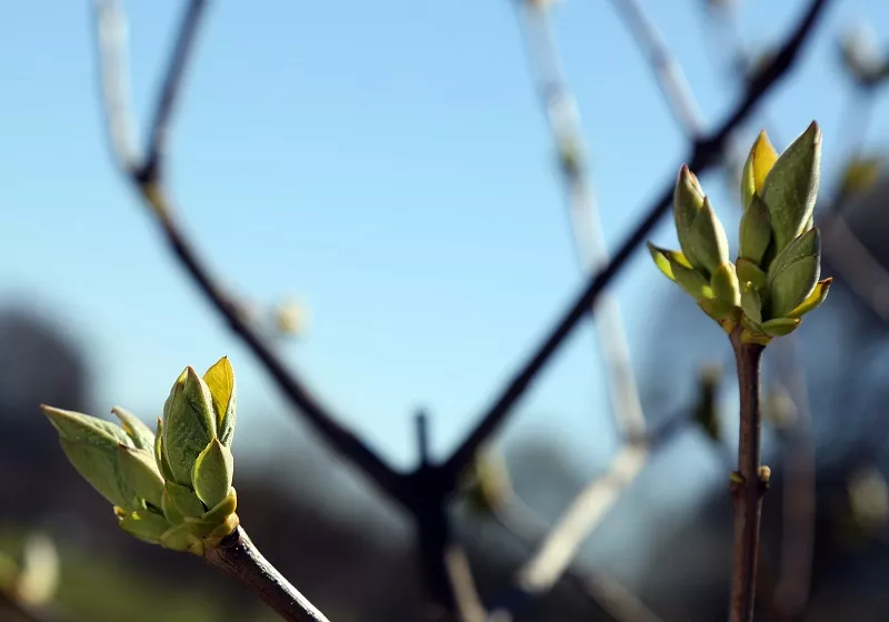 Naktī gaidāma migla, bet svētdien būs silts un uzspīdēs saule