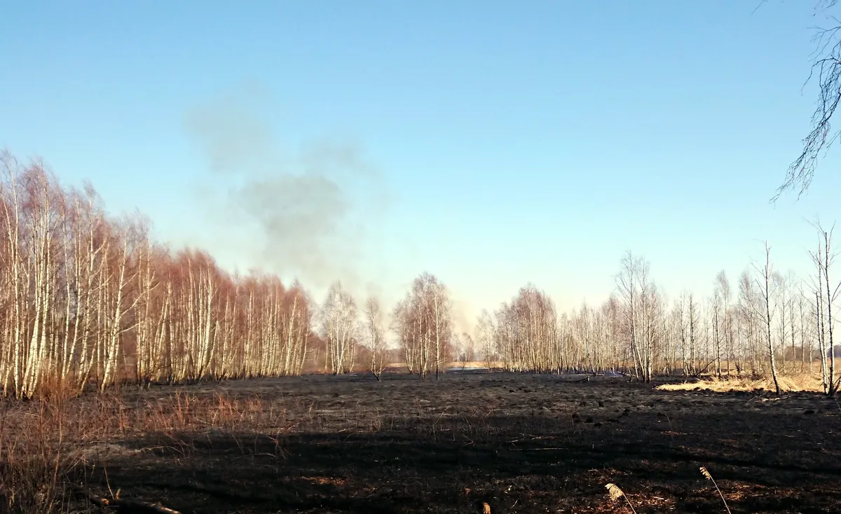 Пожар на Спилвских лугах удалось локализовать: выгорело 54 га земли