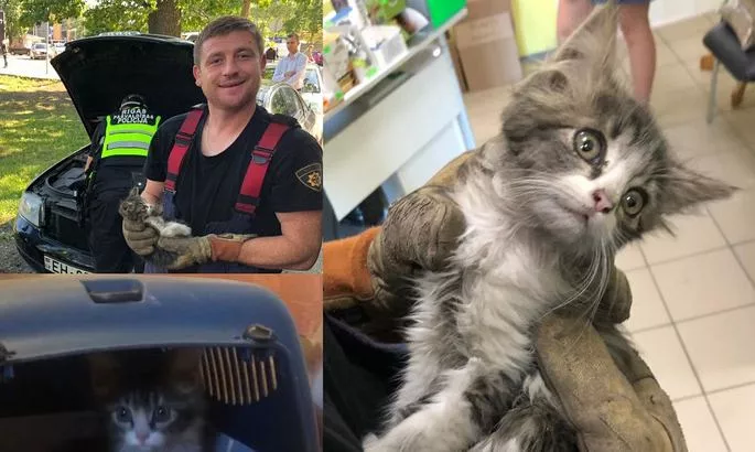 Застрял под капотом: рижские пожарные дважды спасли котенка