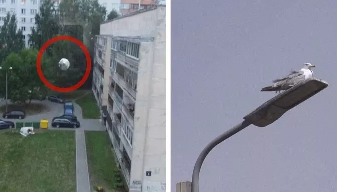 Достали! Житель Плявниеков стрелял из окна по орущим чайкам