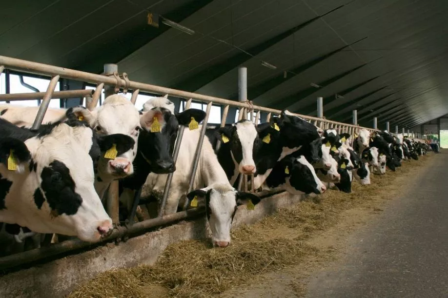 «Siguldas CMAS» apgrozījums deviņos mēnešos pieaudzis par 6,3%