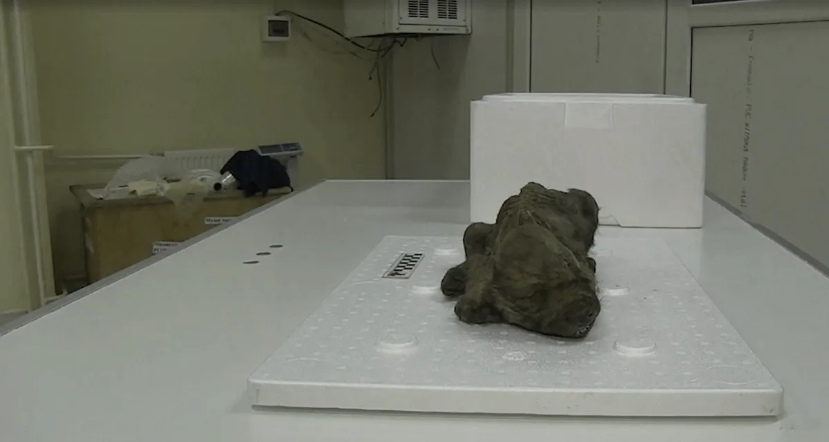 Найденный в Якутии щенок может быть самой древней собакой в мире