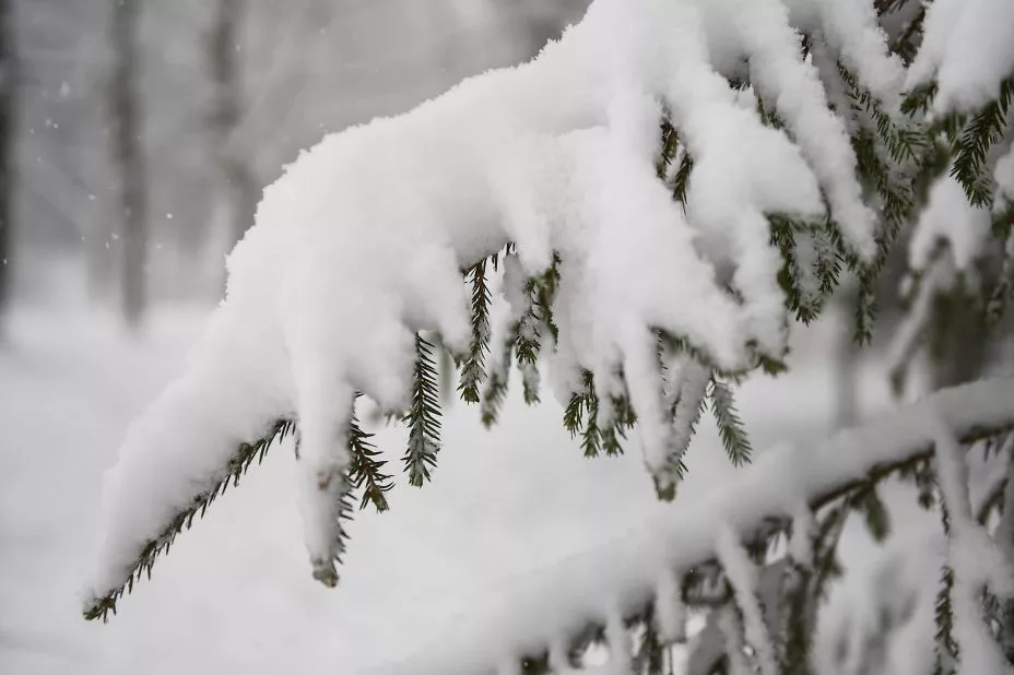 На Видземской возвышенности выпало 20 см снега; синоптики обещают, что все это растает за неделю