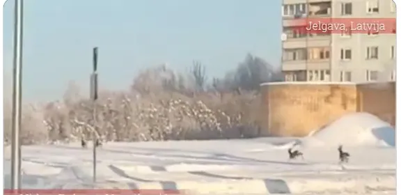 Косули скачут прямо возле жилого дома: редкое зрелище из Елгавы (ВИДЕО)