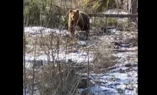 Под Гулбене раскормленного людьми медведя пришлось усыпить. Почему не попробовали резиновые пули?