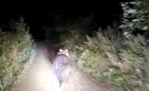 Погоня за медвежонком на машине обошлась мужчине в 600 евро (ВИДЕО)
