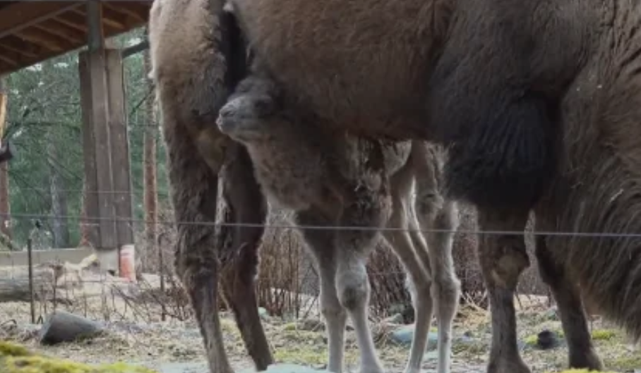 Rīgas zooloģiskajā dārzā piedzimis kamielēns