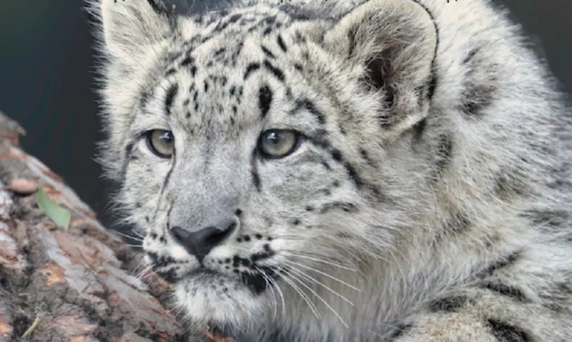 Rīgas Zoodārzs izsludinājis iepirkumu Himalaju zonas izveides projektēšanai