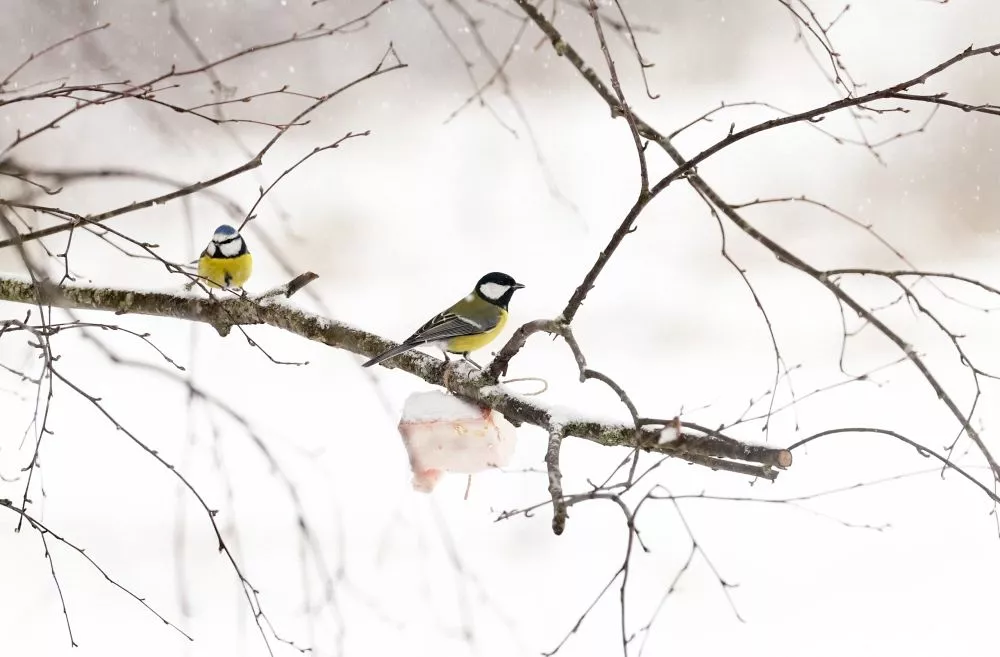 Februārī, visticamāk, atgriezīsies aukstāks laiks