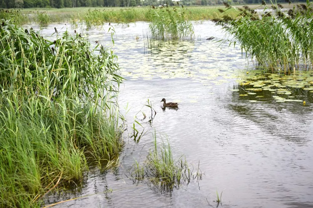 Sestdien līs retāk, bet gaiss vairs nebūs tik silts