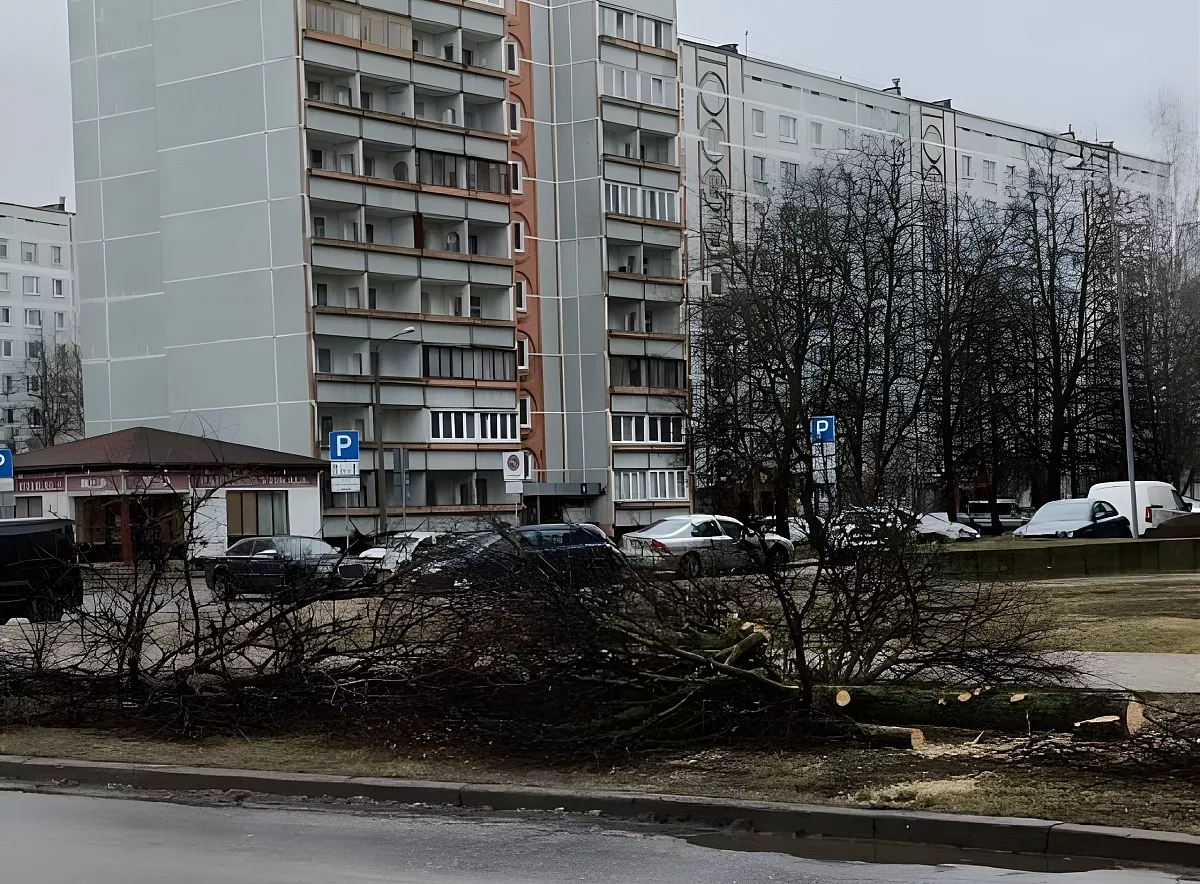 Опять щепки летят: в Зиепниеккалнсе спилены десятки лип, жители в ужасе — зачем?