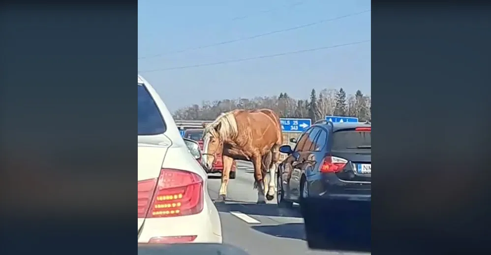 Необычный участник дорожного движения: по Елгавскому шоссе бродила одинокая лошадь (ВИДЕО)