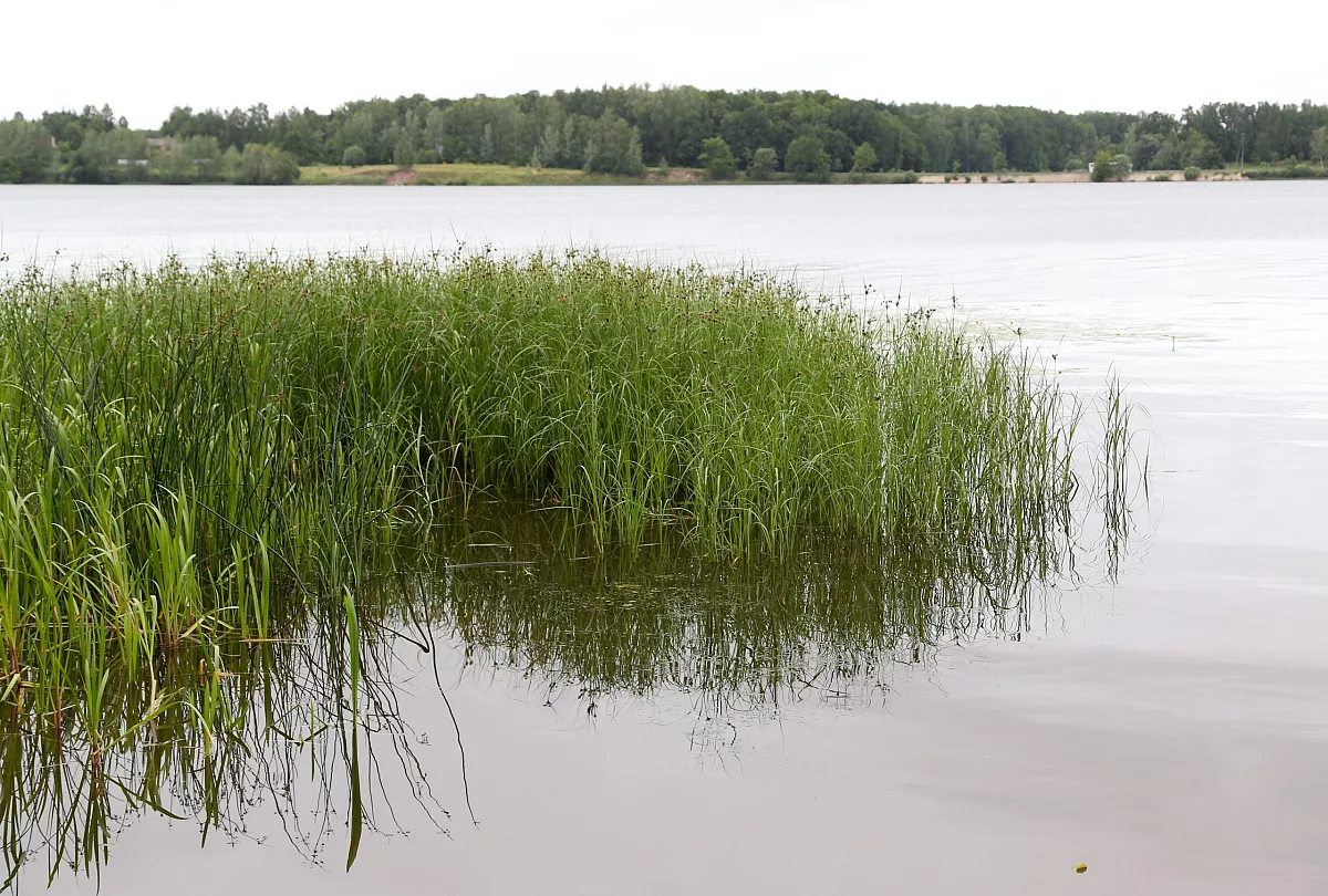 Latvijas austrumos pēc lielām lietavām strauji kāpj ūdens līmenis upēs