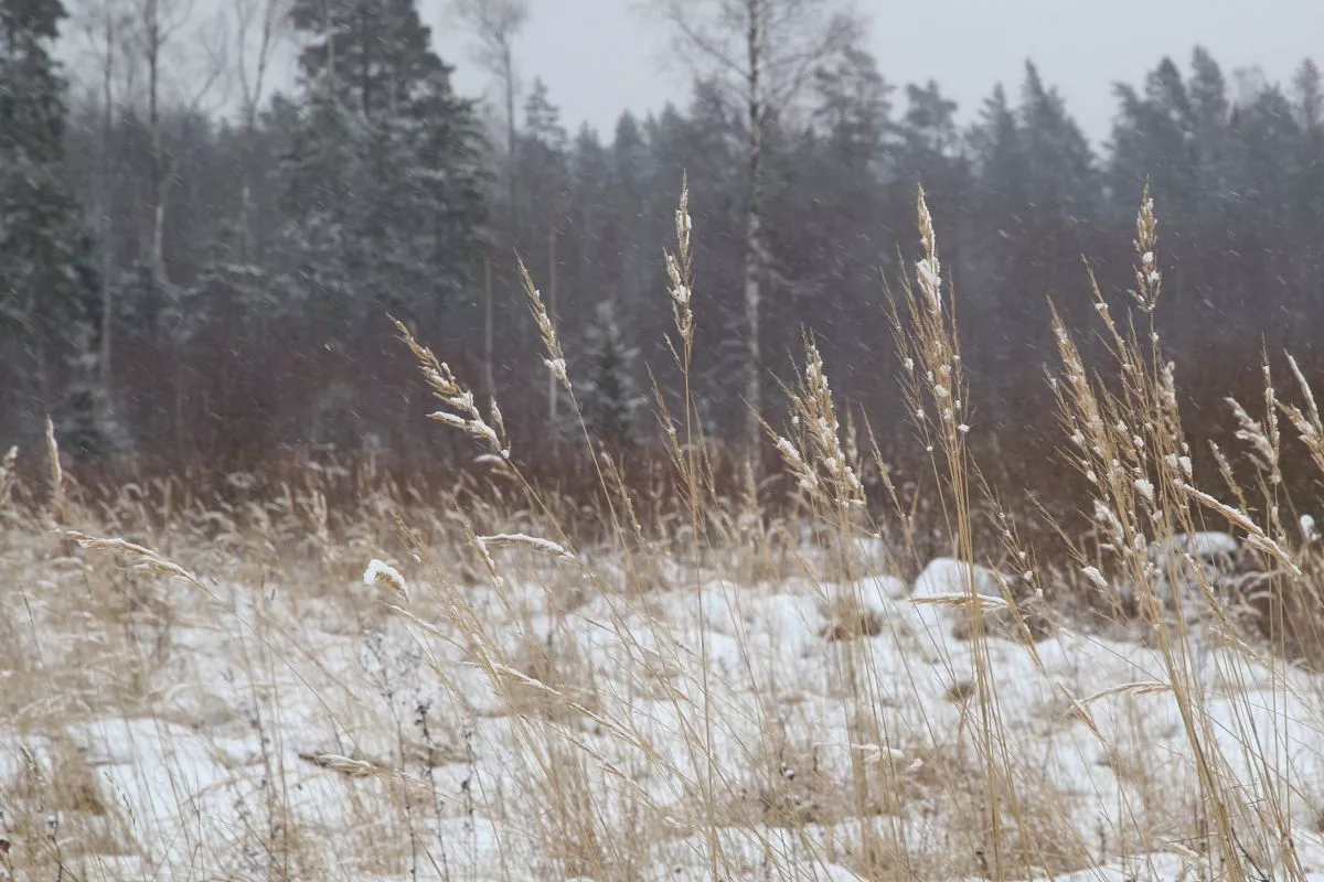 Nedēļas nogalē termometra stabiņš zem nulle grādiem nokritīs vien naktīs