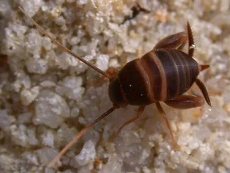 Par gada kukaini izvēlēts skudru circenītis