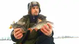 Помогают гены: почему окунь нормально живёт в болоте?