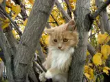 Кошкотерапия: кому и чем она полезна
