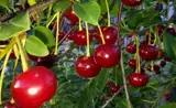 Вишнёво-черешневый сезон в Латвии: что нам продают, почём и откуда?