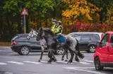 «Если такая подходит, становится страшно»: зачем полиции лошади