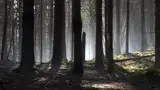Brīvdienās izglābti četri mežā apmaldījušies cilvēki