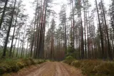 Давним партнёрам помогали «по знакомству»?  На миллионы евро оштрафованы «Latvijas valsts meži»