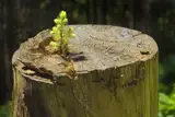 Новые леса сажают в Латвии на европейские деньги: чего и сколько?