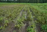 Местной картошки в магазинах будет меньше; что случилось с урожаем