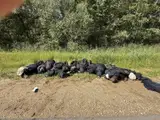Уже второй тоннель прорыт для мигрантов из Белоруссии в Латвию: подробности
