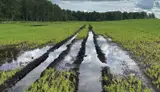 Введите режим чрезвычайной ситуации: еще один край обратился к правительству
