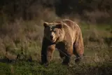 Медведь — ужасный хищник или непревзойдённый нюхач?