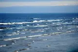 Самая ядовитая рыба в Балтийском море: что делать, если ужалил морской дракончик