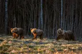 В лесах под Вангажи грибник встретил медведя