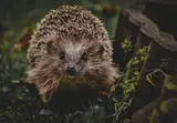 Германия пересчитает ежей и кротов. Жителей просят сообщать о каждой встрече